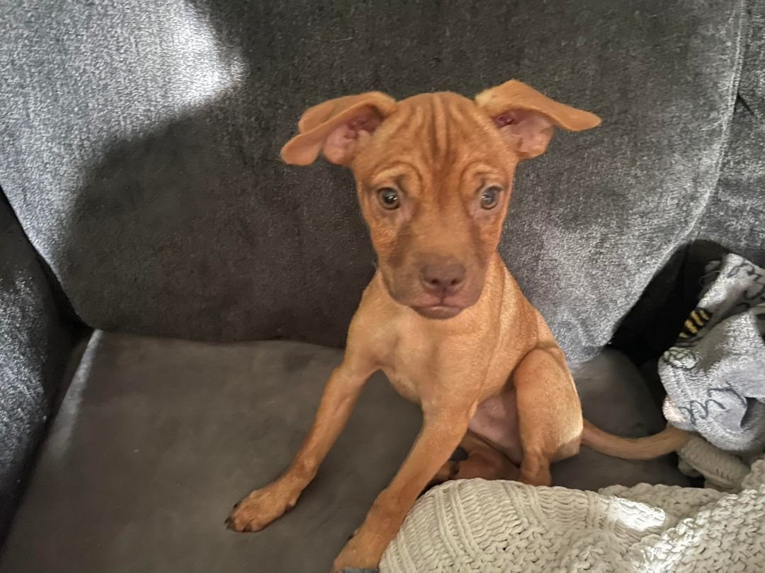 Enlarge Jaco Pastorius, a Adopted Chihuahua in San Francisco, CA image 3/4