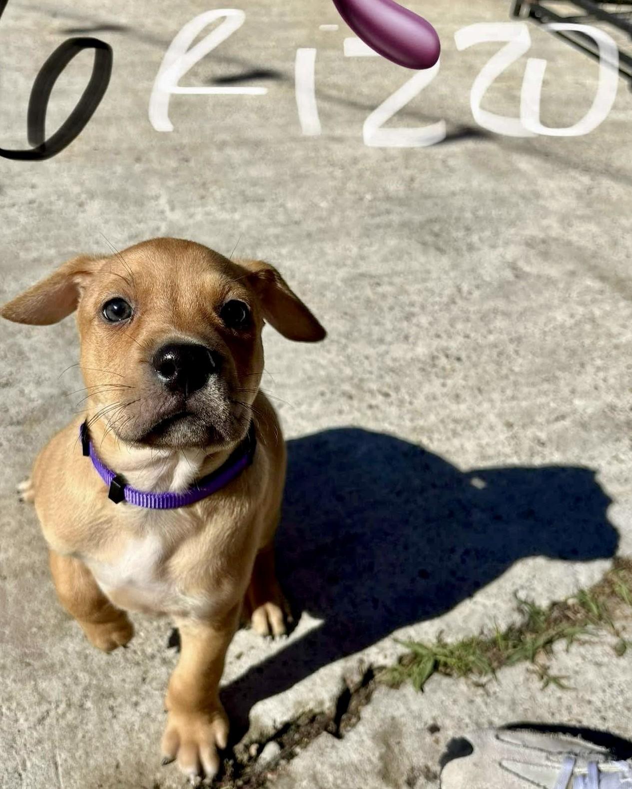 Enlarge Rizzo, a Adopted mixed breed in Milford, MA image 1/3