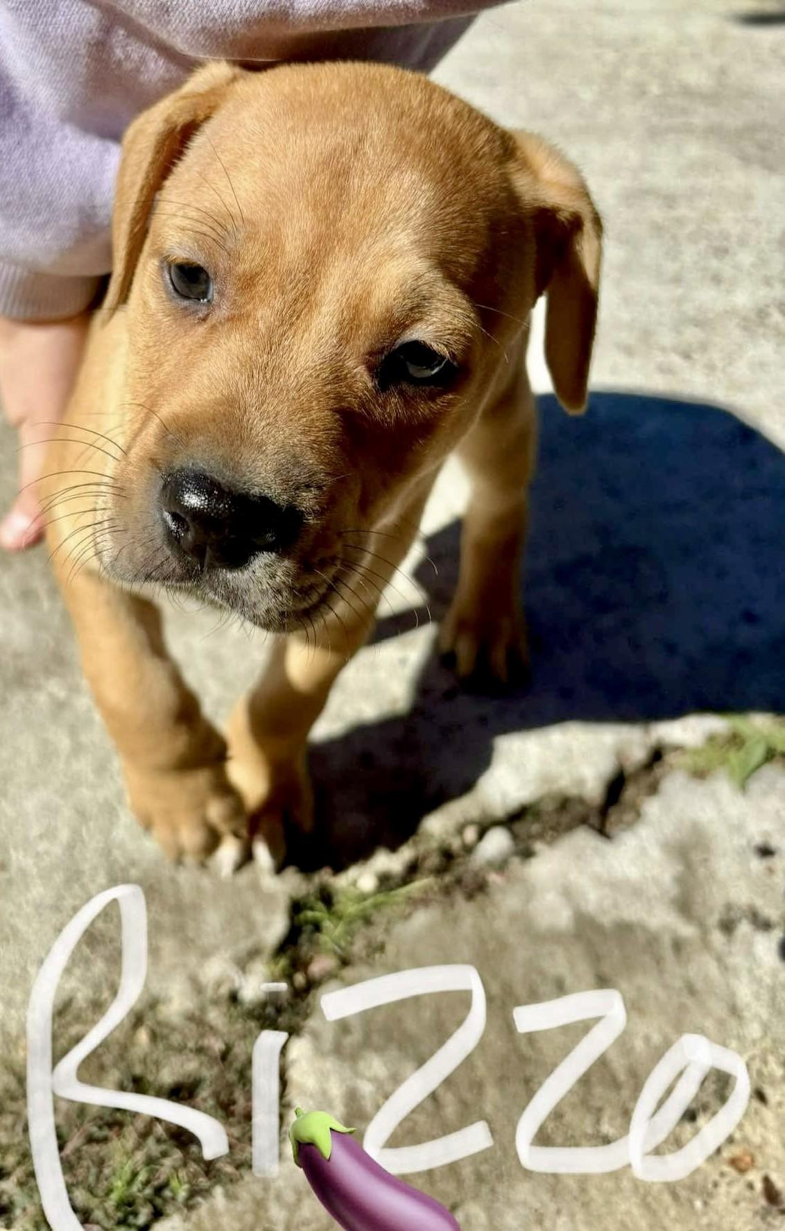 Enlarge Rizzo, a Adopted mixed breed in Milford, MA image 3/3