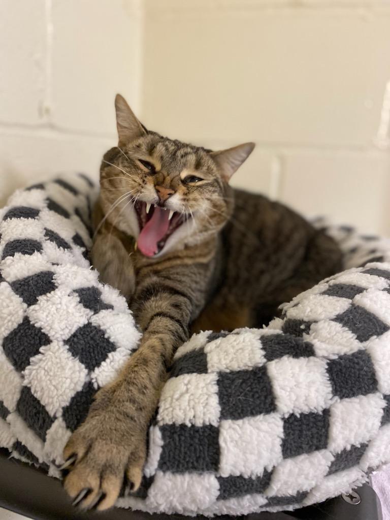 Enlarge Rue, a ADOPTABLE Domestic Short Hair in Burgaw, NC image 4/4