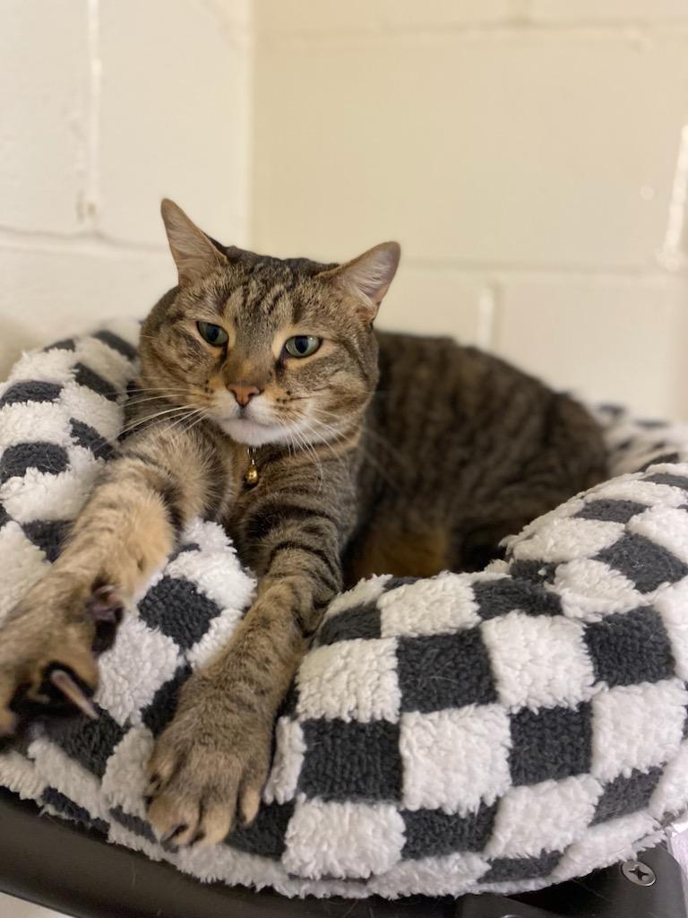 Enlarge Rue, a ADOPTABLE Domestic Short Hair in Burgaw, NC image 2/4