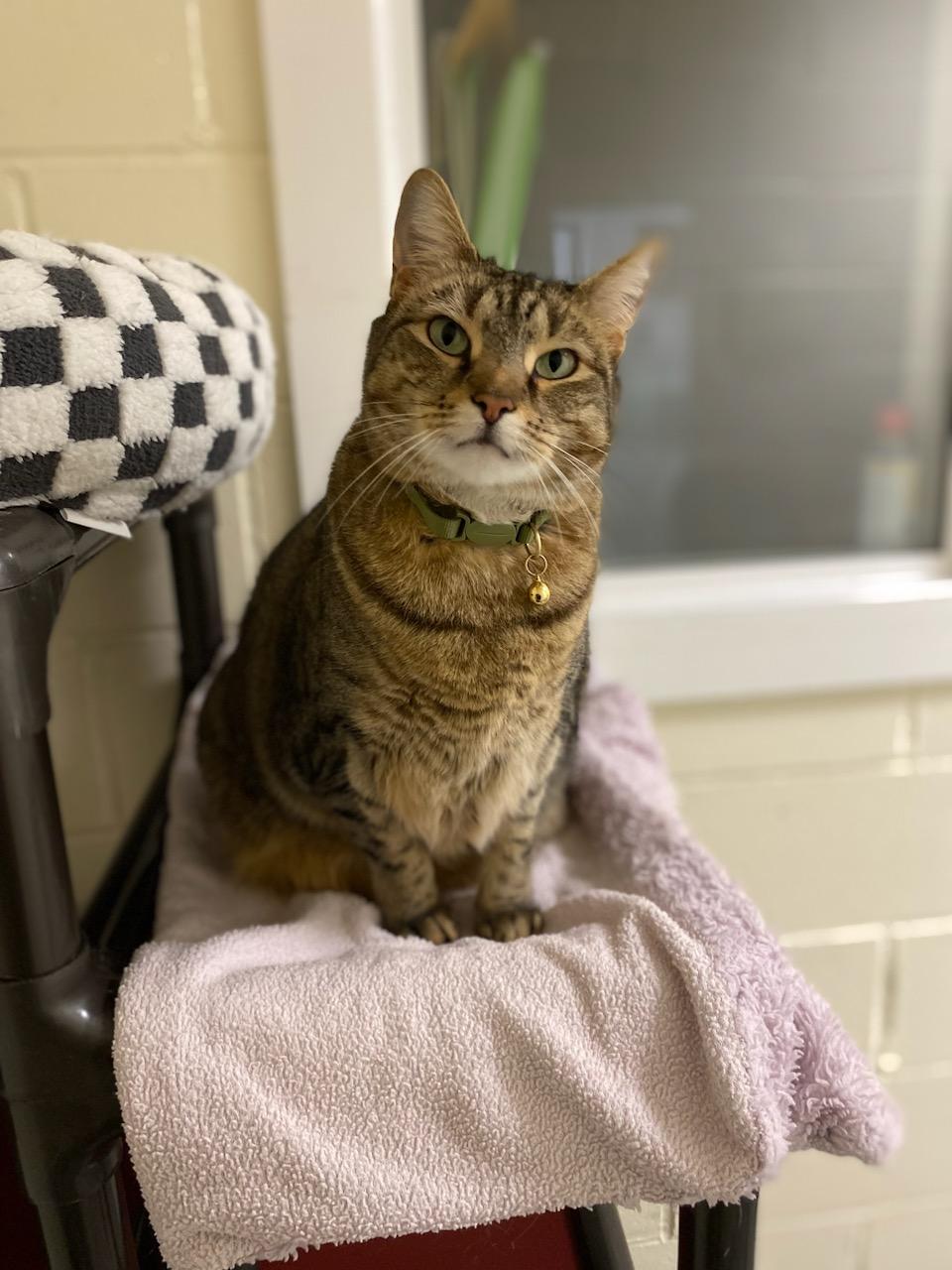 Enlarge Rue, a ADOPTABLE Domestic Short Hair in Burgaw, NC image 3/4