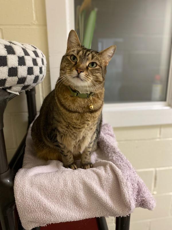 Enlarge Rue, a ADOPTABLE Domestic Short Hair in Burgaw, NC image 1/4