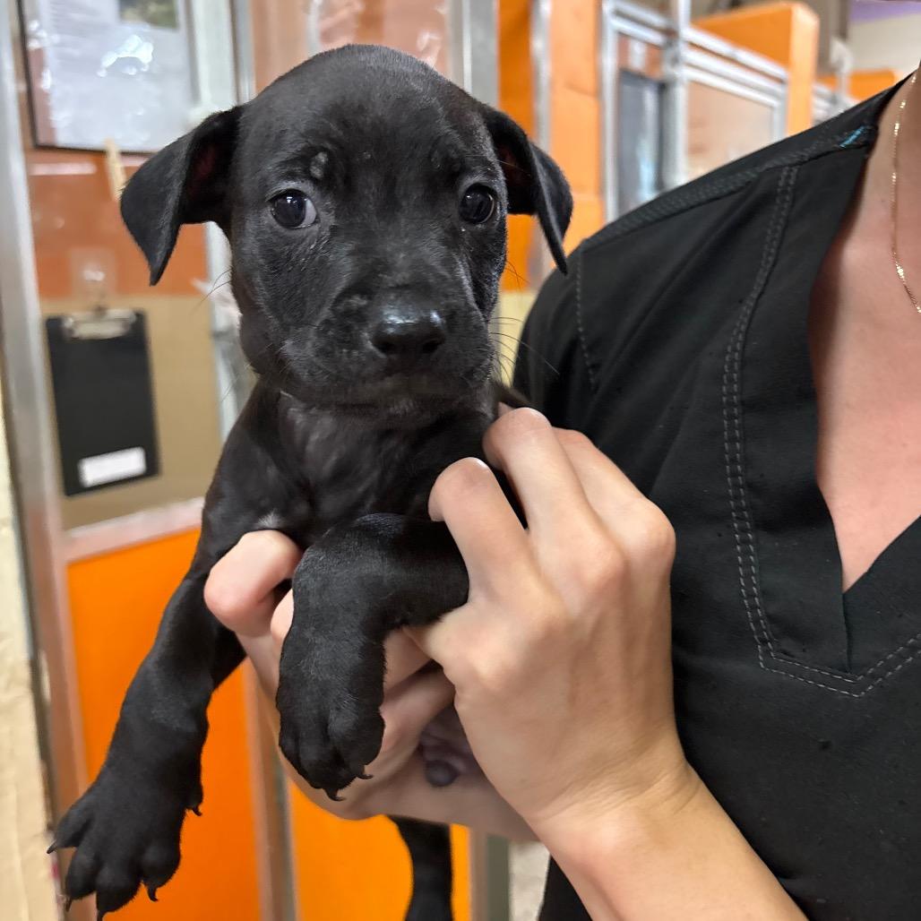Jameson, Adoptable, Puppy Male Mixed Breed.
