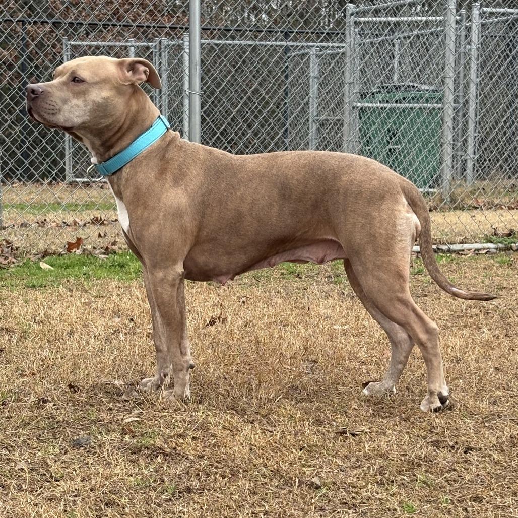 RaRa, a Adoptable mixed breed in Cabot, AR image 1/2