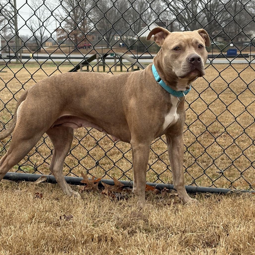 RaRa, a Adoptable mixed breed in Cabot, AR image 2/2