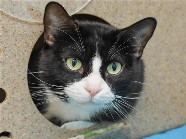 Enlarge MISTY, a Adoptable Domestic Short Hair in Loveland, CO image 1/1