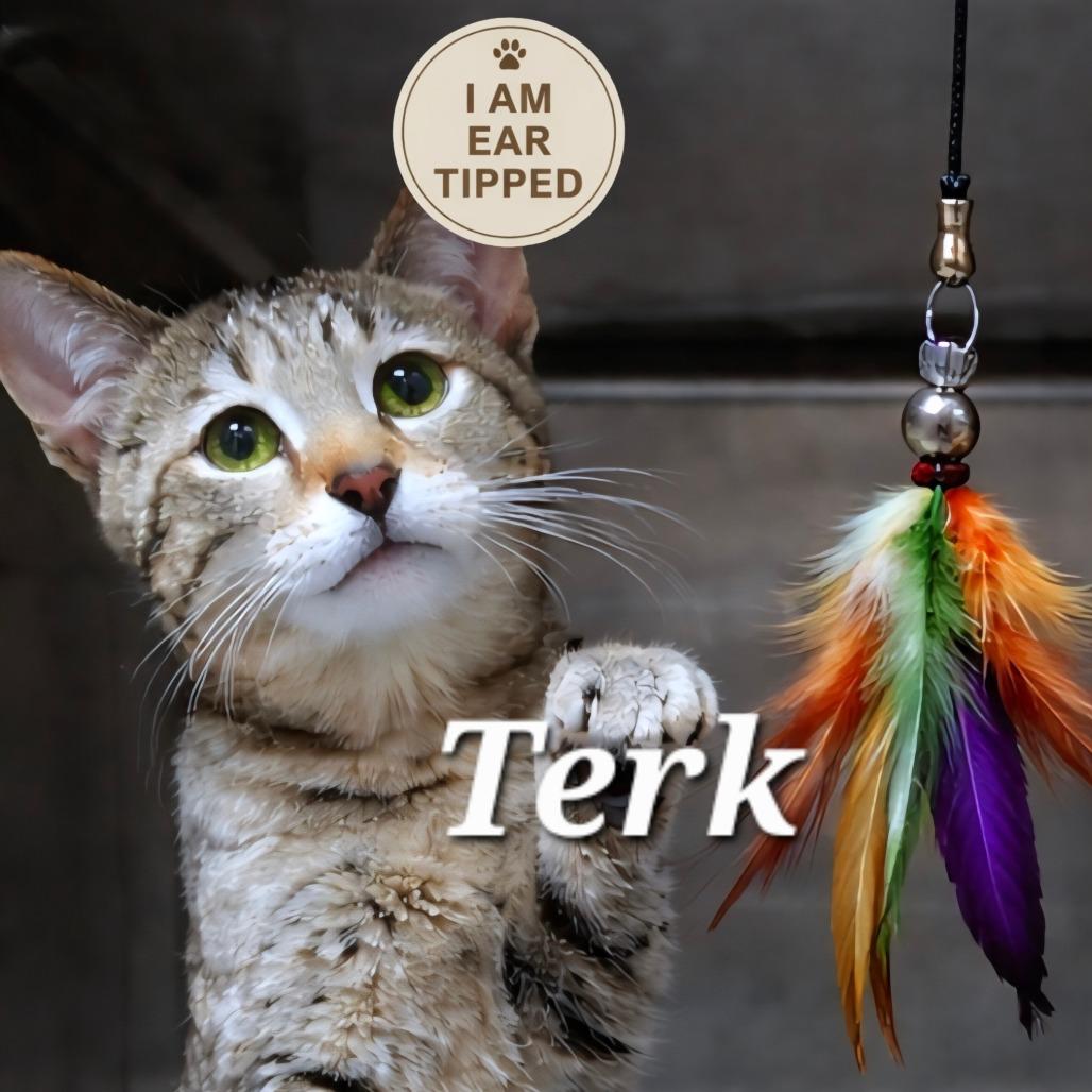 Enlarge Terk, a Adoptable Domestic Short Hair in Sidney, OH image 1/1