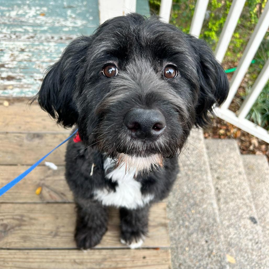 Coco Marie (Benefactor Dog)