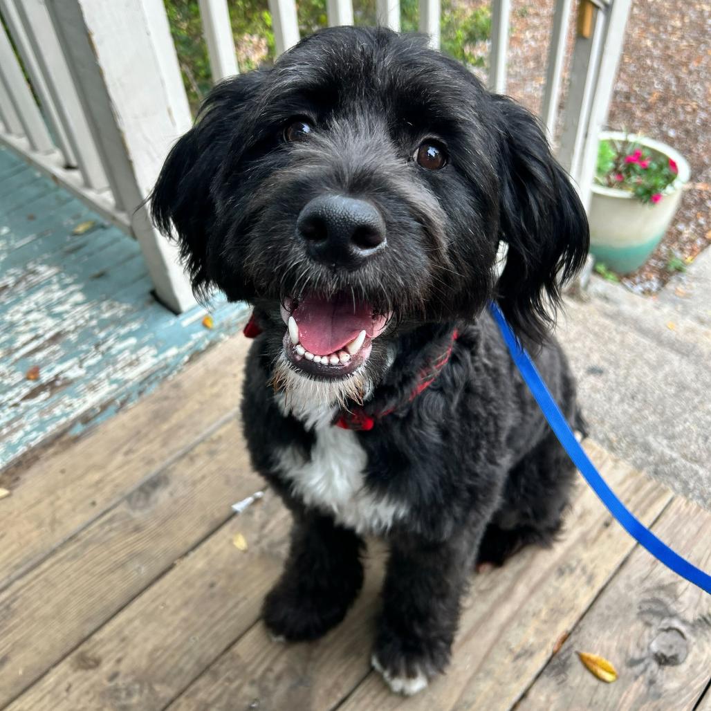 Coco Marie (Benefactor Dog) — thumbnail 4