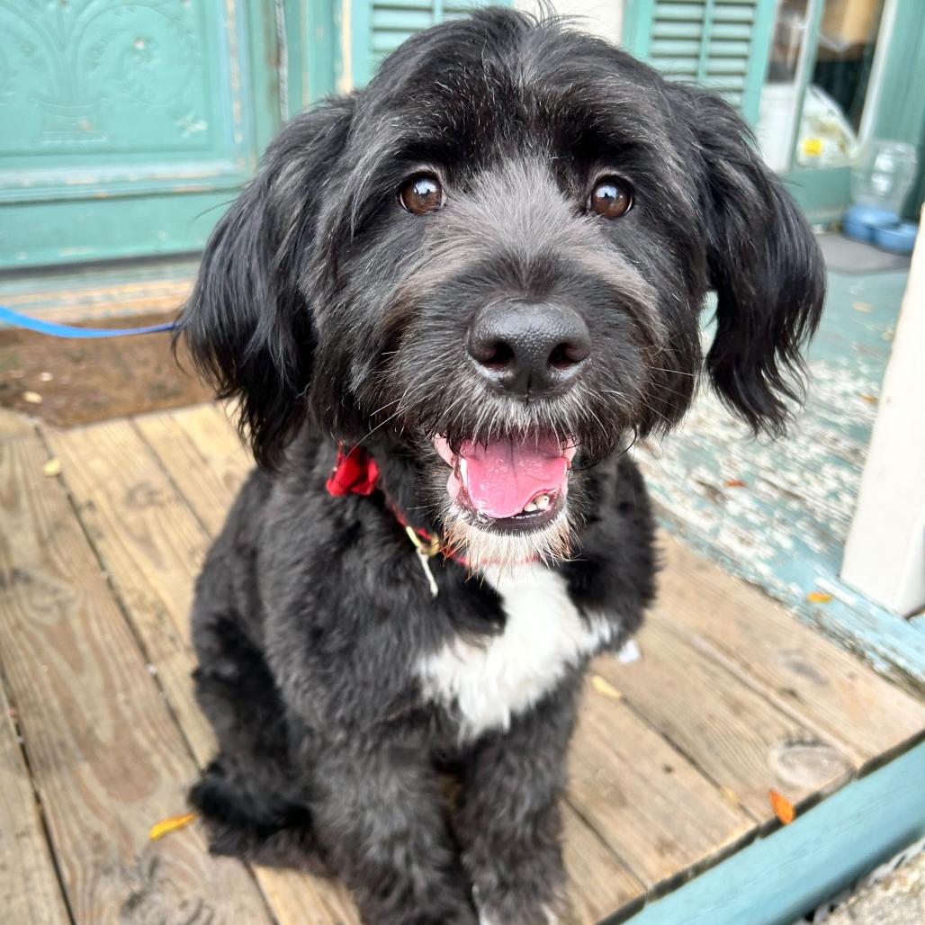 Coco Marie (Benefactor Dog) — thumbnail 5