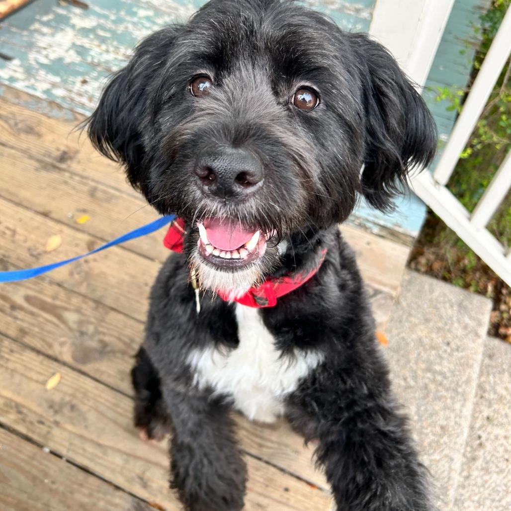 Coco Marie (Benefactor Dog) — thumbnail 6