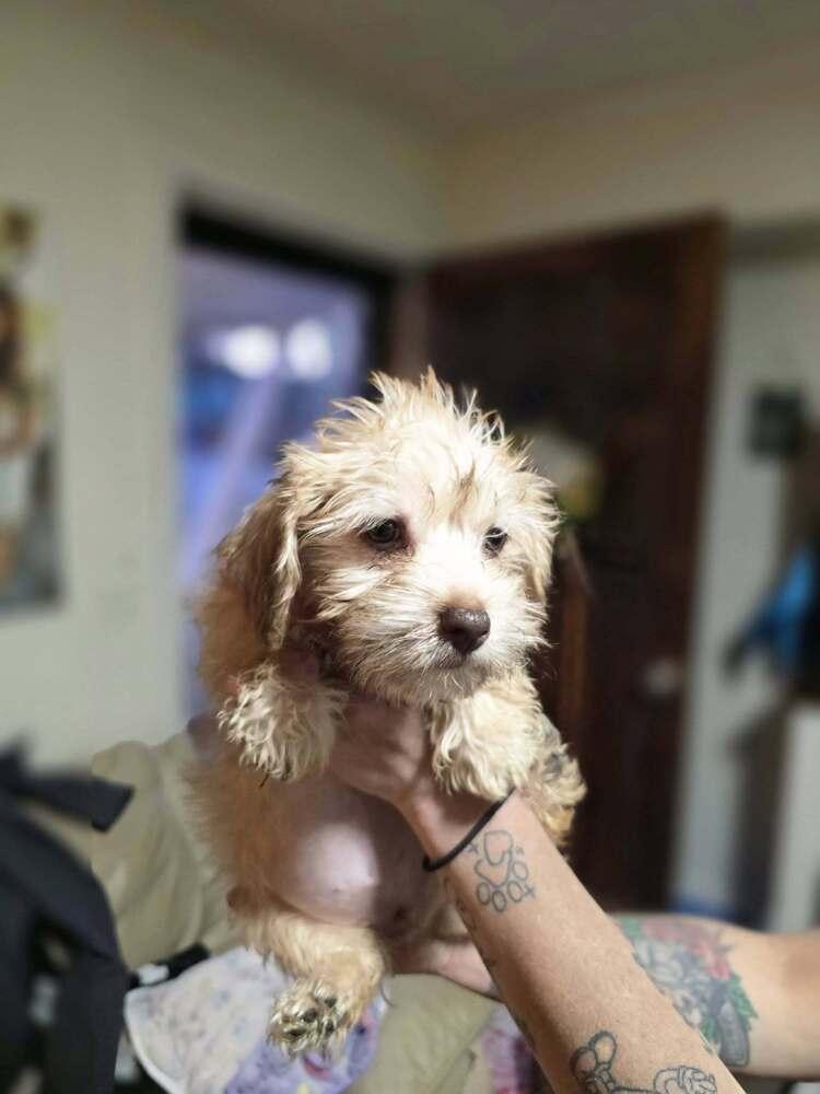 Hootie, Adoptable, Puppy Female Poodle & Dachshund.
