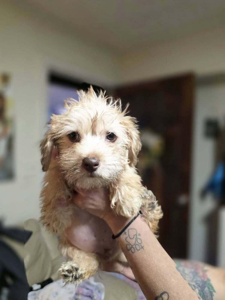 Enlarge Hootie, a Adoptable mixed breed in Chattanooga, TN image 2/2