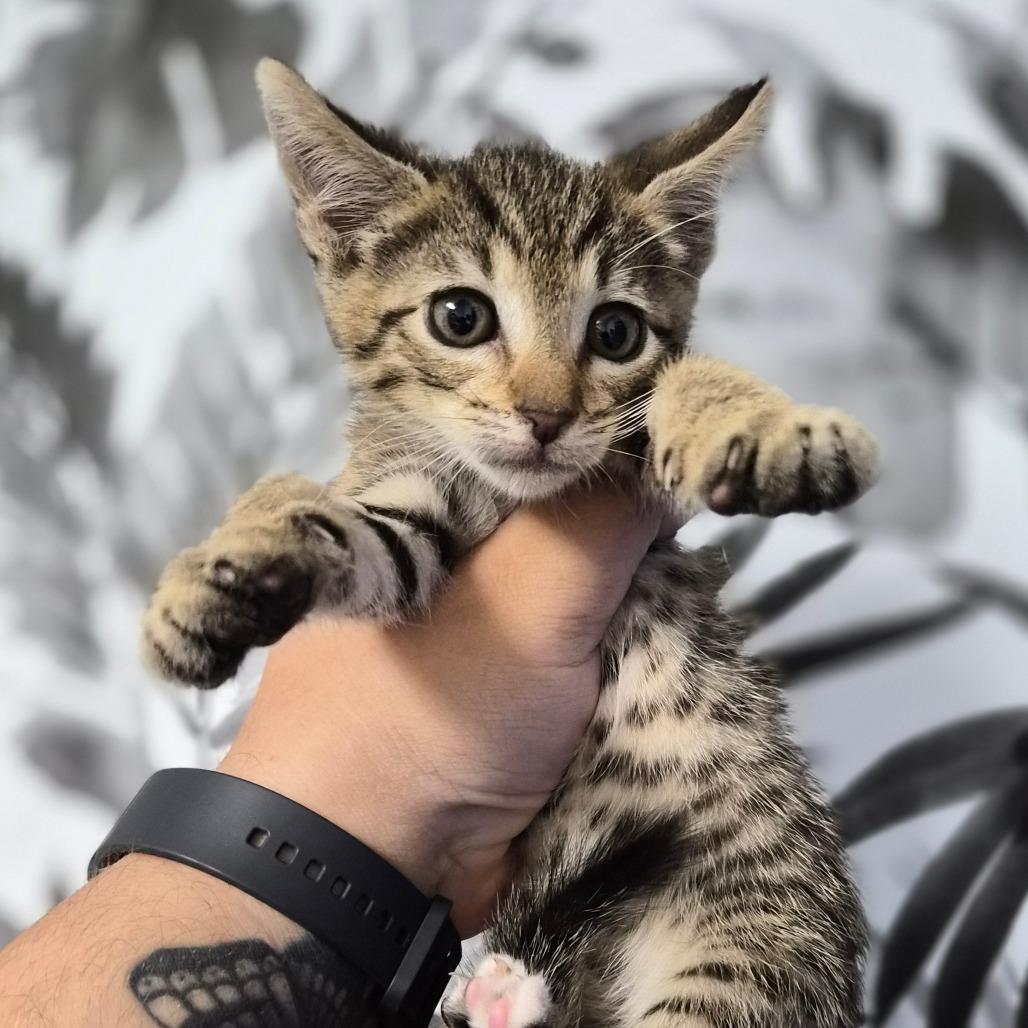 Puffin, Adoptable, Kitten Male Domestic Short Hair.