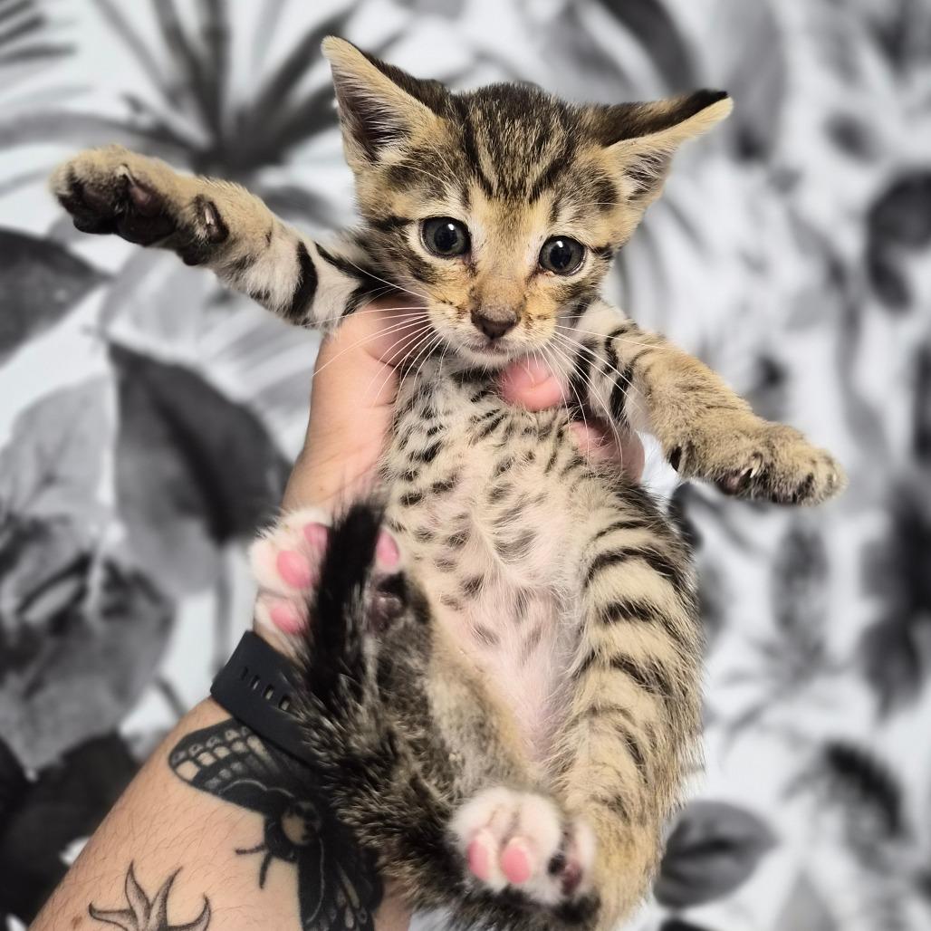 Puffin, a Adoptable Domestic Short Hair in Wahiawa, HI image 2/2