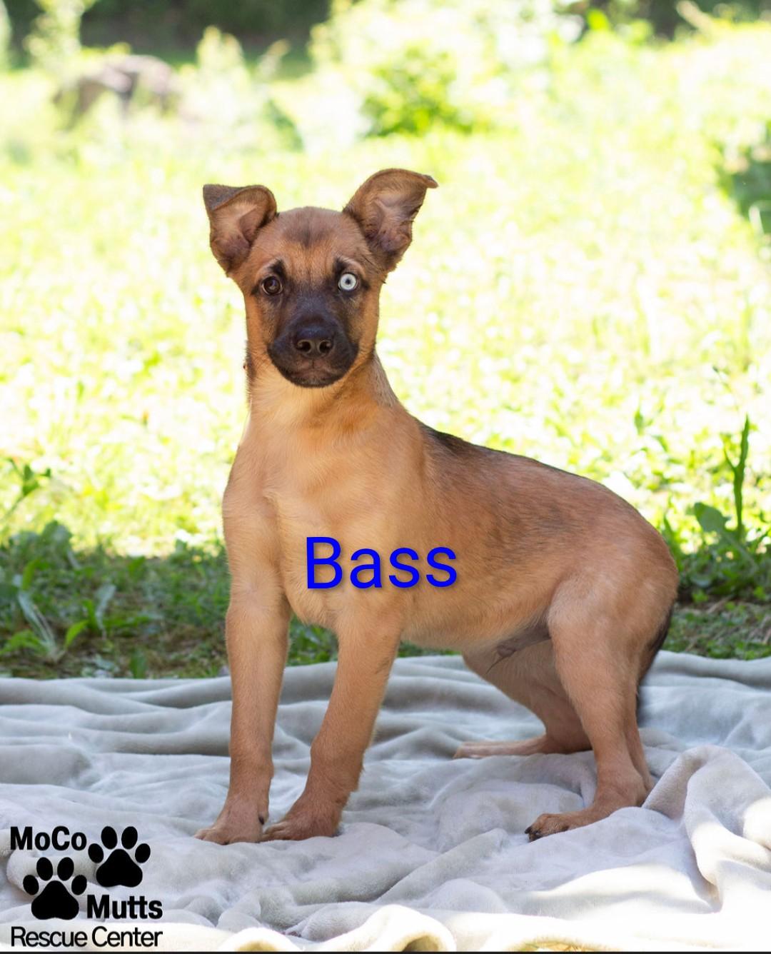 Bass & Bluegill, ADOPTABLE, Puppy Male Mixed Breed.