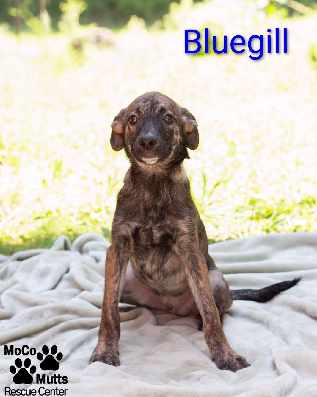 Enlarge Bass & Bluegill, a ADOPTABLE Mixed Breed in Sunbright, TN image 2/2