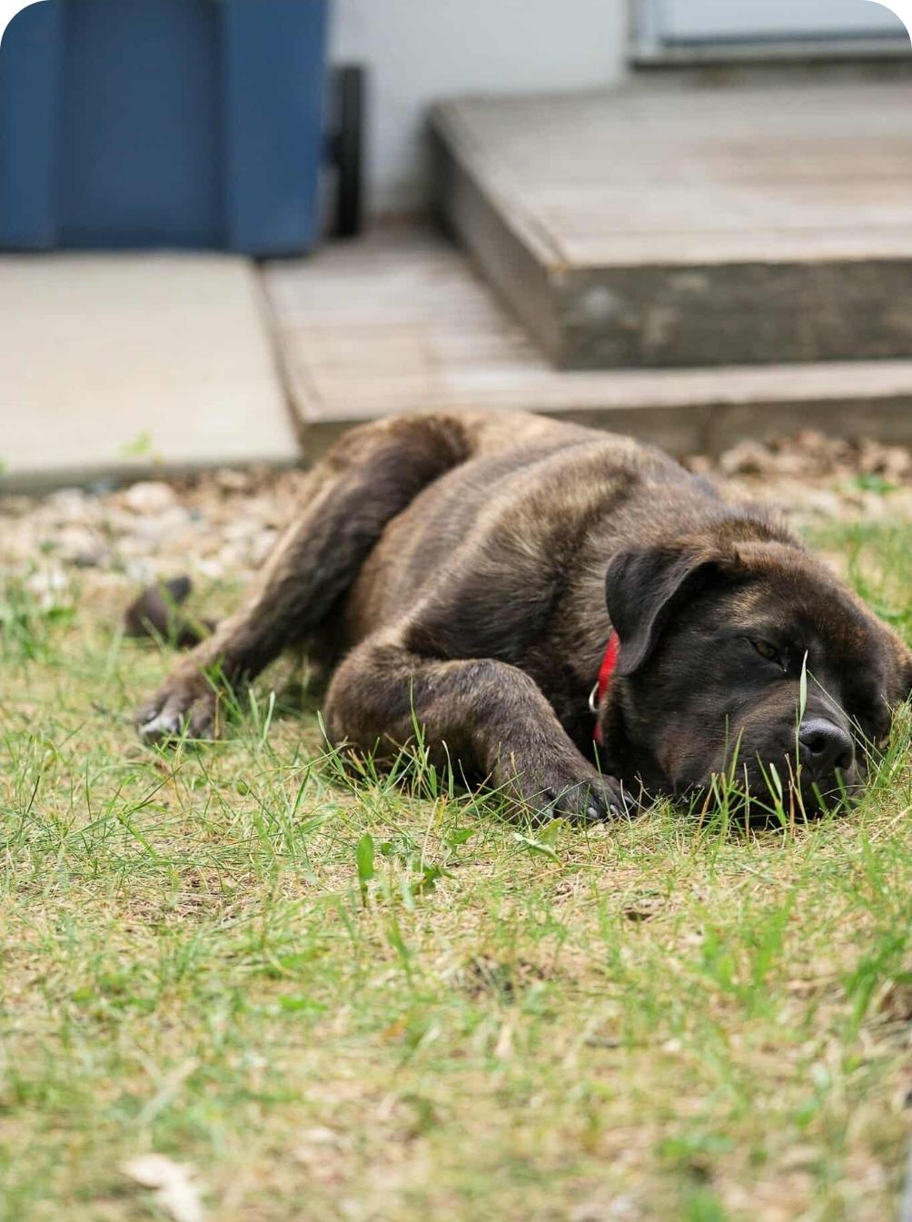 Frankie, an adoptable Mastiff, Mixed Breed in Winnipeg, MB, R3E 2Z9 | Photo Image 2