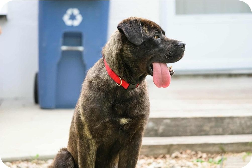 Frankie, an adoptable Mastiff, Mixed Breed in Winnipeg, MB, R3E 2Z9 | Photo Image 6