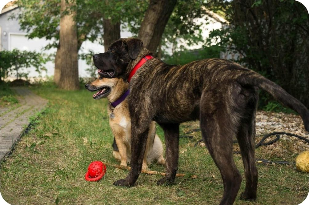 Frankie, an adoptable Mastiff, Mixed Breed in Winnipeg, MB, R3E 2Z9 | Photo Image 5