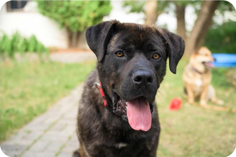 Frankie, an adoptable Mastiff, Mixed Breed in Winnipeg, MB, R3E 2Z9 | Photo Image 4
