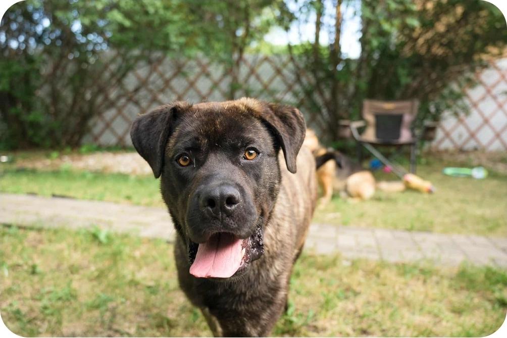 Frankie, an adoptable Mastiff, Mixed Breed in Winnipeg, MB, R3E 2Z9 | Photo Image 1