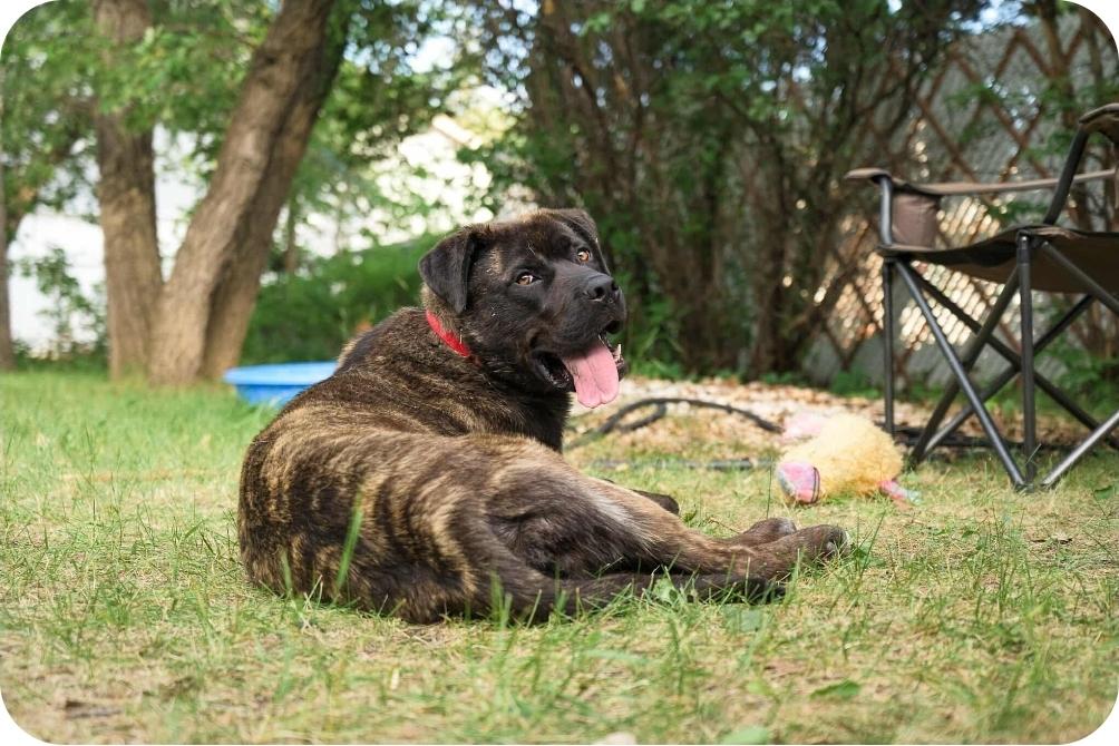 Frankie, an adoptable Mastiff, Mixed Breed in Winnipeg, MB, R3E 2Z9 | Photo Image 3