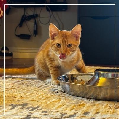 Gnocchi, Adoptable, Young Male Domestic Short Hair.