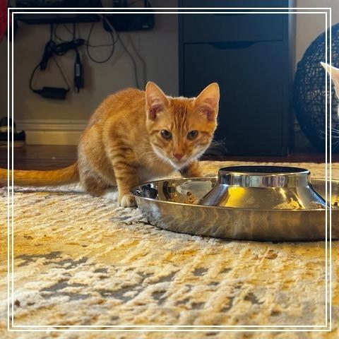 Enlarge Gnocchi, a Adoptable Domestic Short Hair in Riverside, CA image 2/2