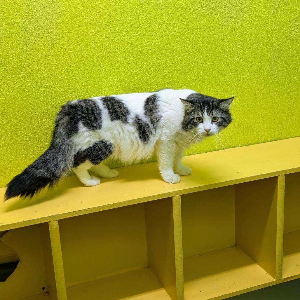 Handsome, Adoptable, Adult Male Domestic Short Hair.