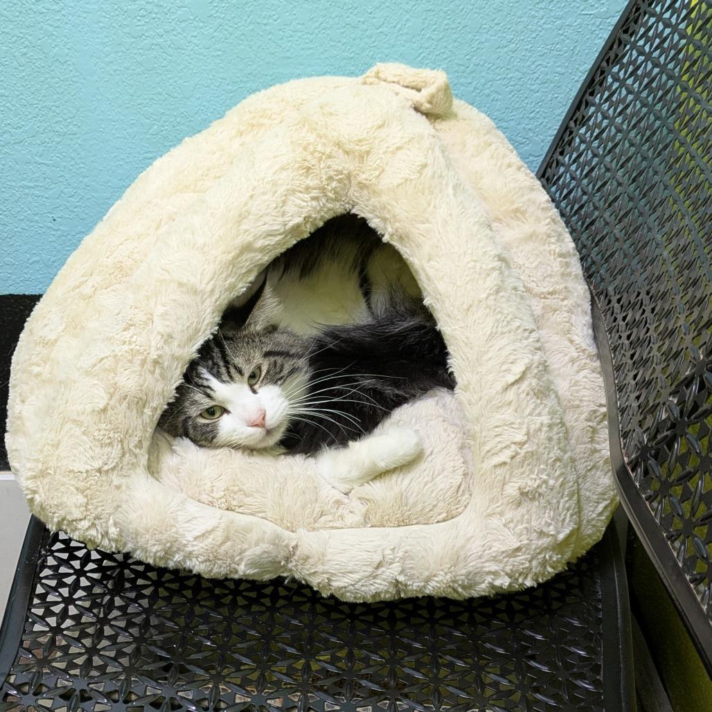 Handsome, a Adoptable Domestic Long Hair in Springfield, MO image 2/6