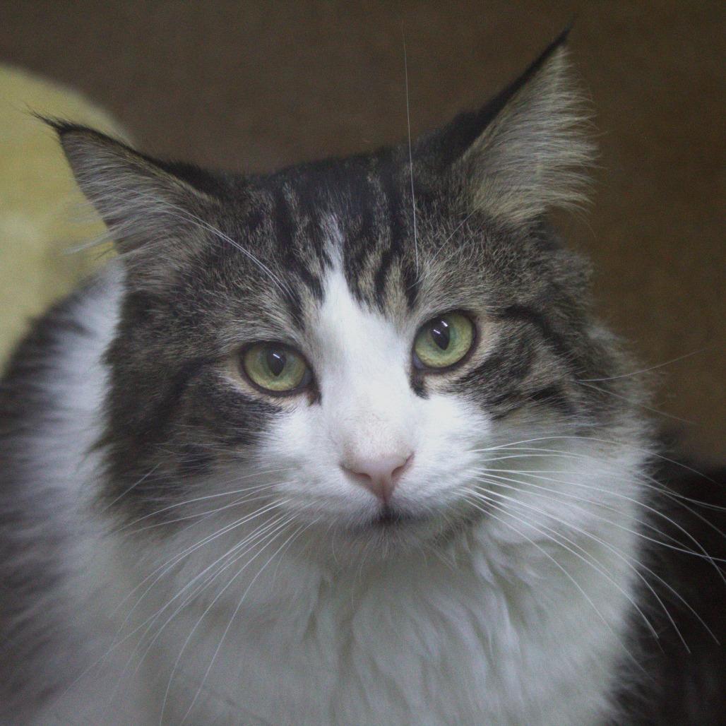 Handsome, a Adoptable Domestic Long Hair in Springfield, MO image 3/6