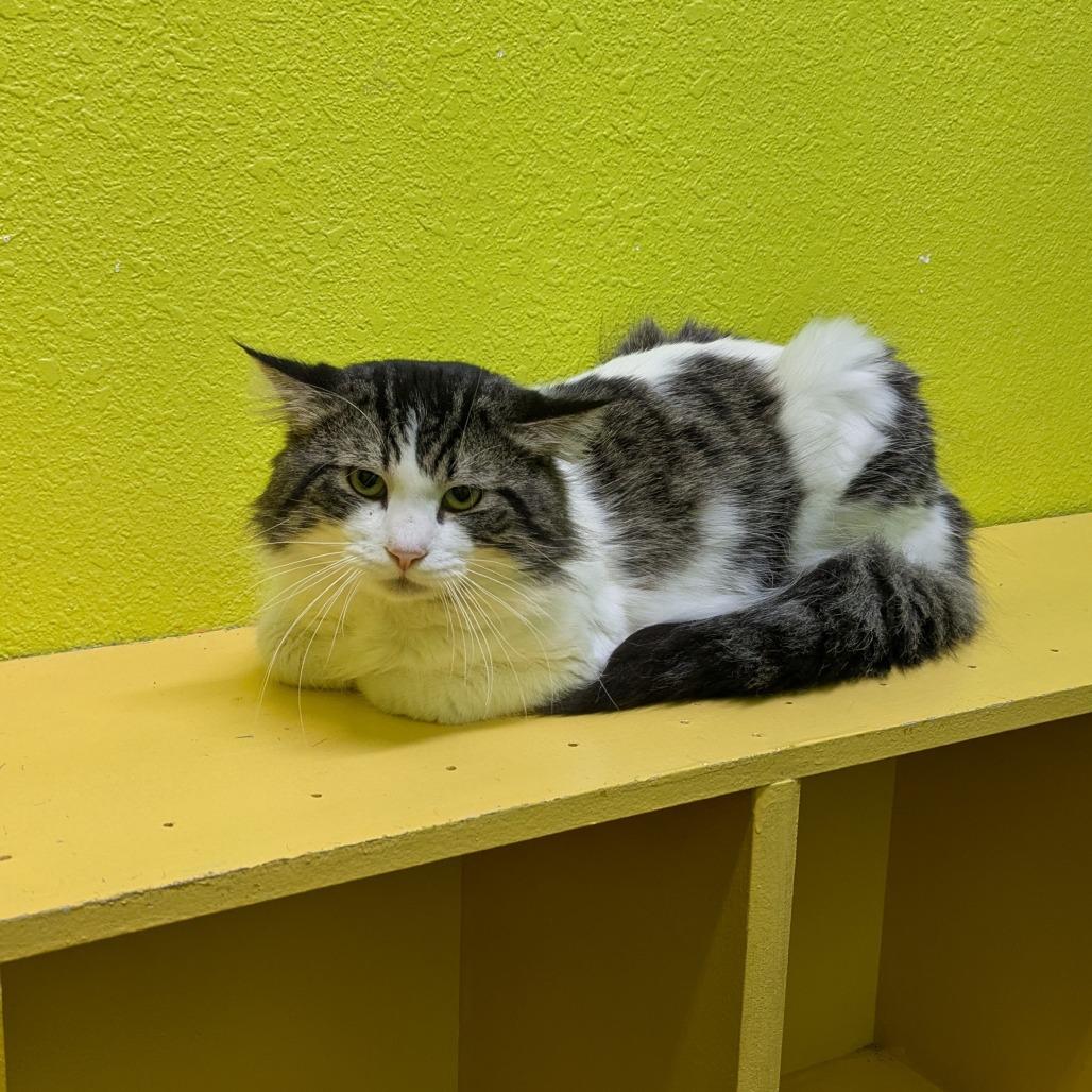 Handsome, a Adoptable Domestic Short Hair in Springfield, MO image 2/6