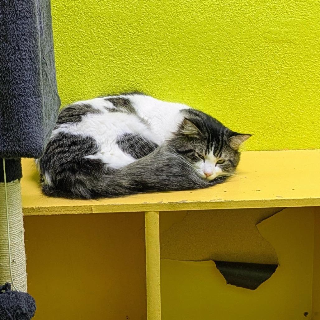 Handsome, a Adoptable Domestic Short Hair in Springfield, MO image 3/6