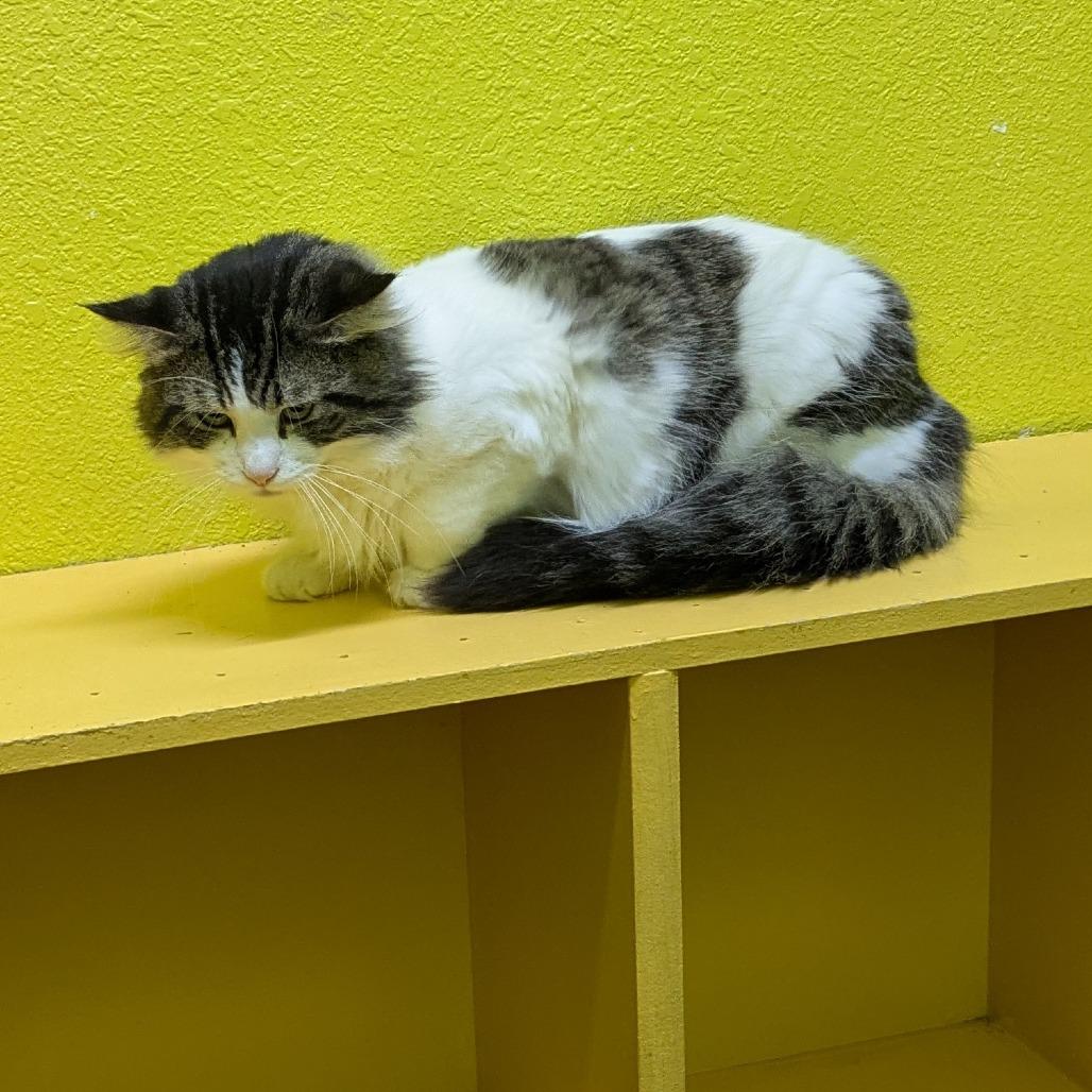 Handsome, a Adoptable Domestic Short Hair in Springfield, MO image 4/6