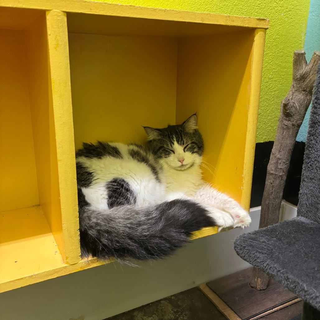 Handsome, a Adoptable Domestic Long Hair in Springfield, MO image 6/6