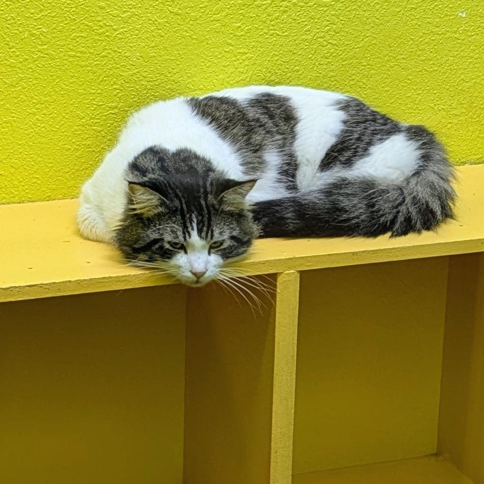 Handsome, a Adoptable Domestic Short Hair in Springfield, MO image 6/6