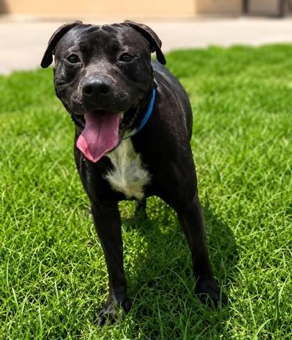 Apollo, Adoptable, Young Male Terrier & Mixed Breed.