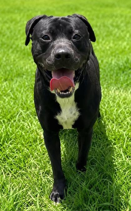 Enlarge Apollo, a Adoptable mixed breed in Palm Coast, FL image 2/3
