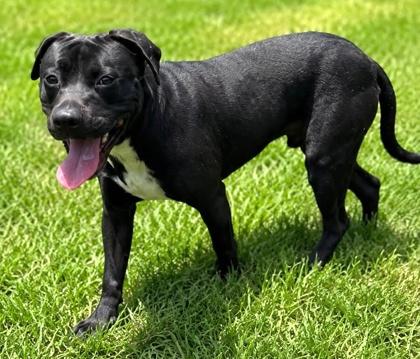 Enlarge Apollo, a Adoptable mixed breed in Palm Coast, FL image 3/3