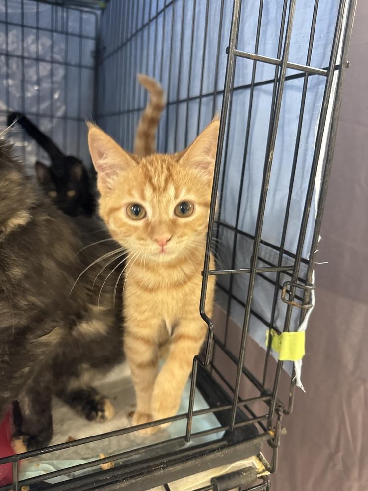 Mango Girl, Adopted, Kitten Female Domestic Short Hair & Tabby.