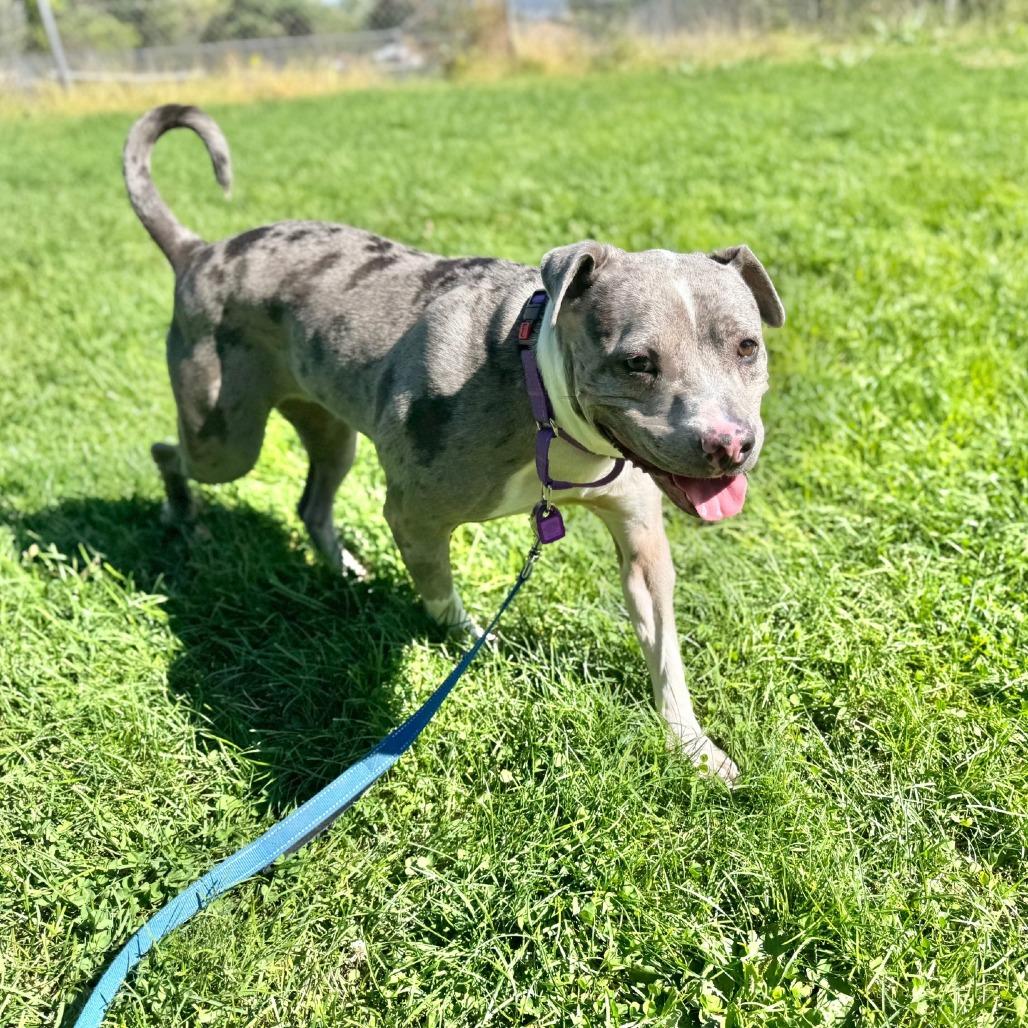 Enlarge Dahlia, a Adoptable mixed breed in Albuquerque, NM image 3/6