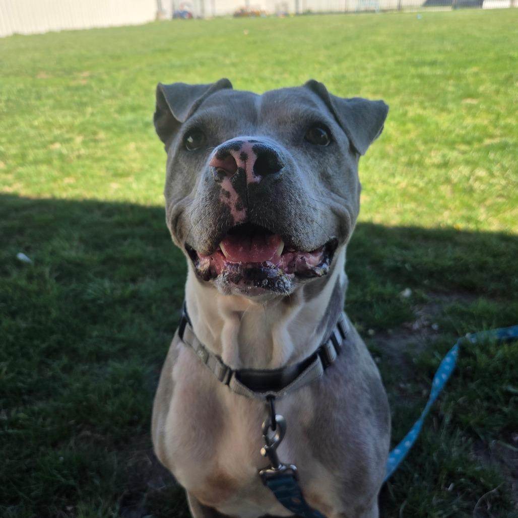 Enlarge Dahlia, a Adoptable mixed breed in Albuquerque, NM image 5/6