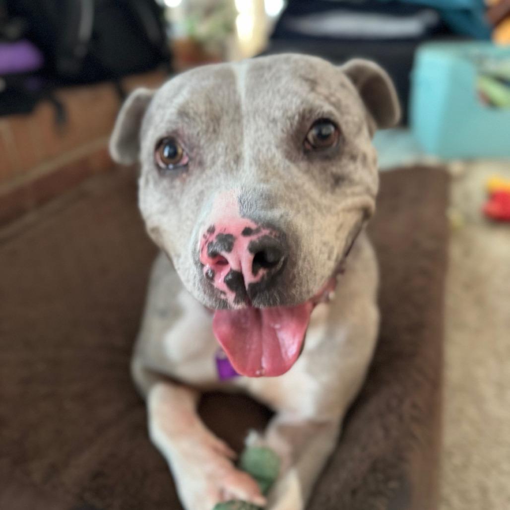 Enlarge Dahlia, a Adoptable mixed breed in Albuquerque, NM image 6/6