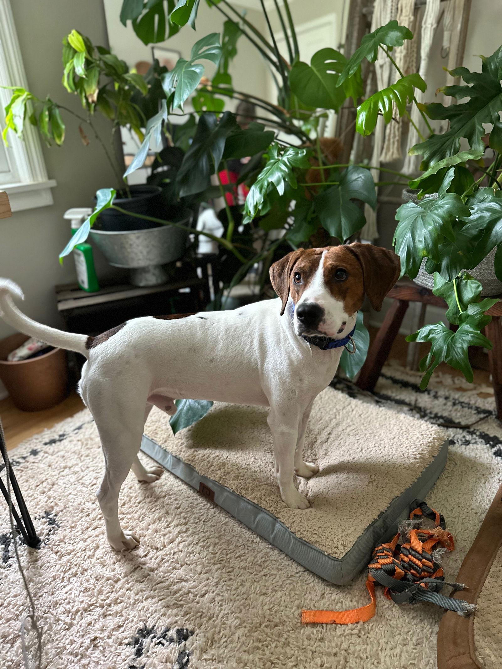 Enlarge Tip, a Adopted Treeing Walker Coonhound in Greenville, SC image 1/3