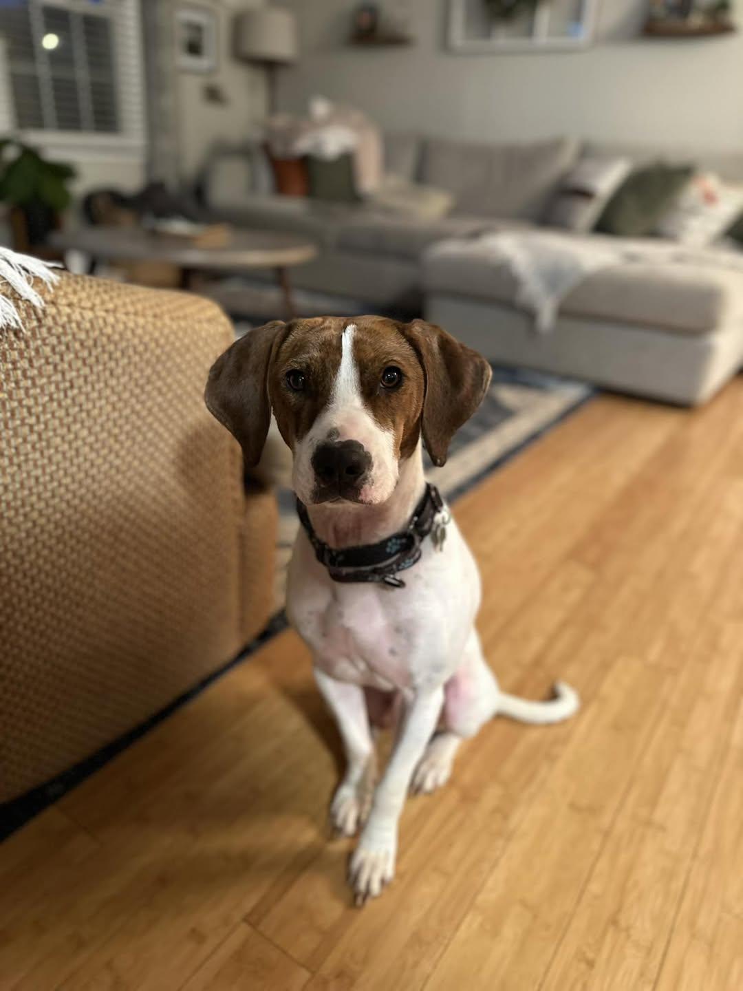 Enlarge Tip, a Adopted Treeing Walker Coonhound in Greenville, SC image 2/3