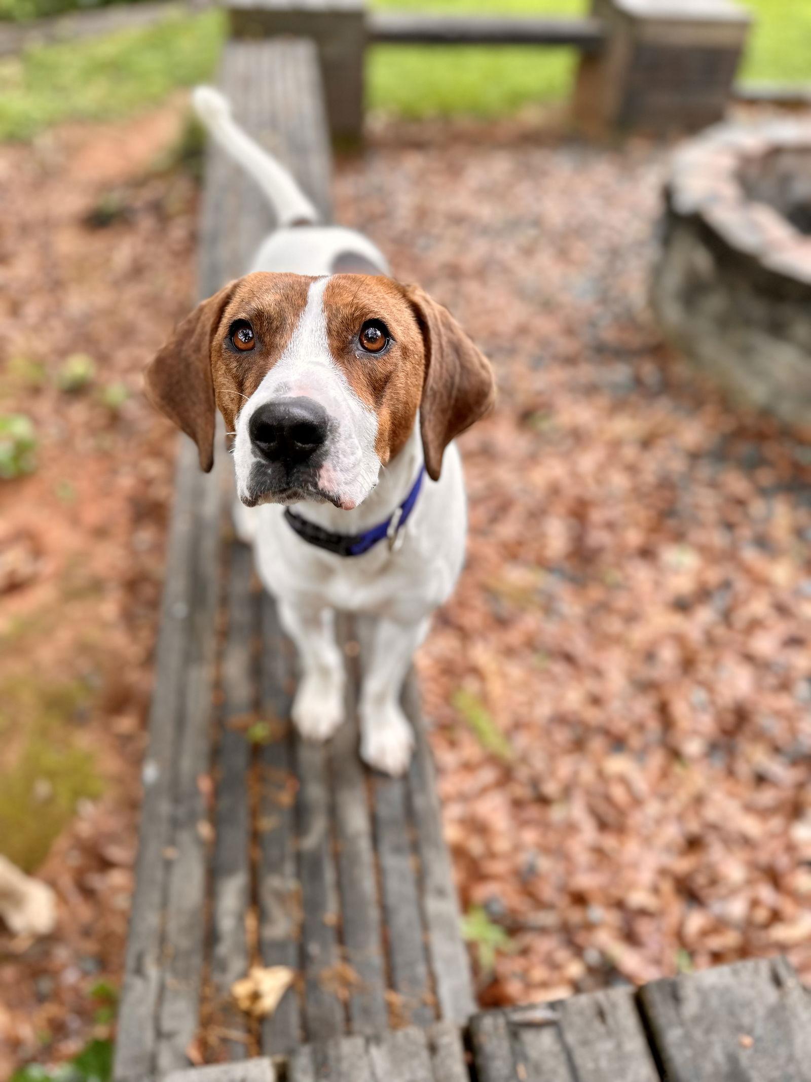 Enlarge Tip, a Adopted Treeing Walker Coonhound in Greenville, SC image 3/3