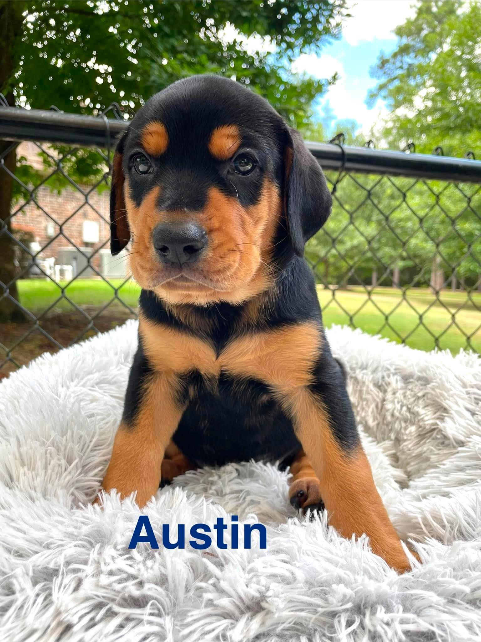 Enlarge AUSTIN, a Adopted mixed breed in Madisonville, LA image 2/3
