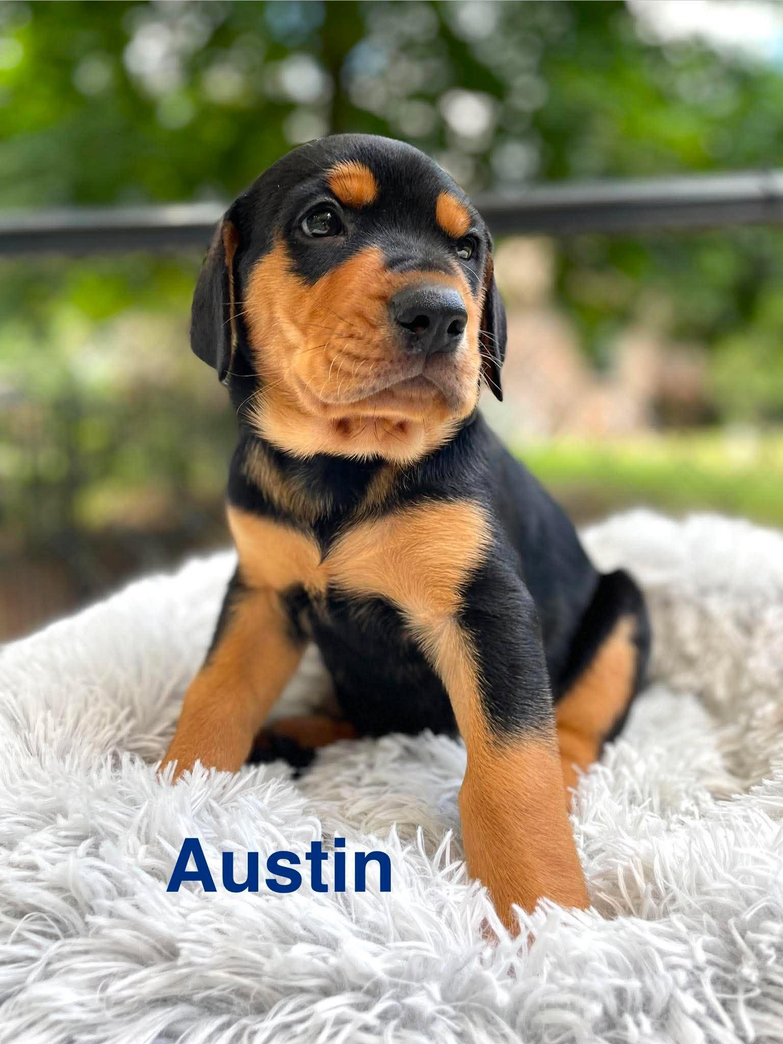 AUSTIN, Adopted, Puppy Male Doberman Pinscher & Catahoula Leopard Dog.